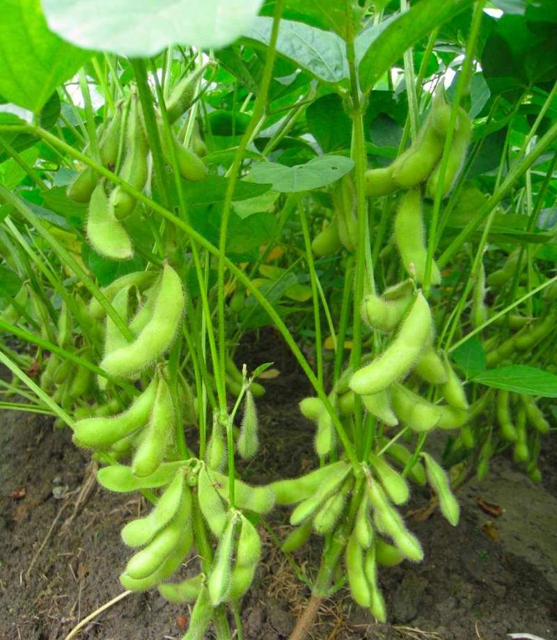 源丰早绿宝辽鲜一号毛豆种子早熟耐热抗病农家春秋季大豆种