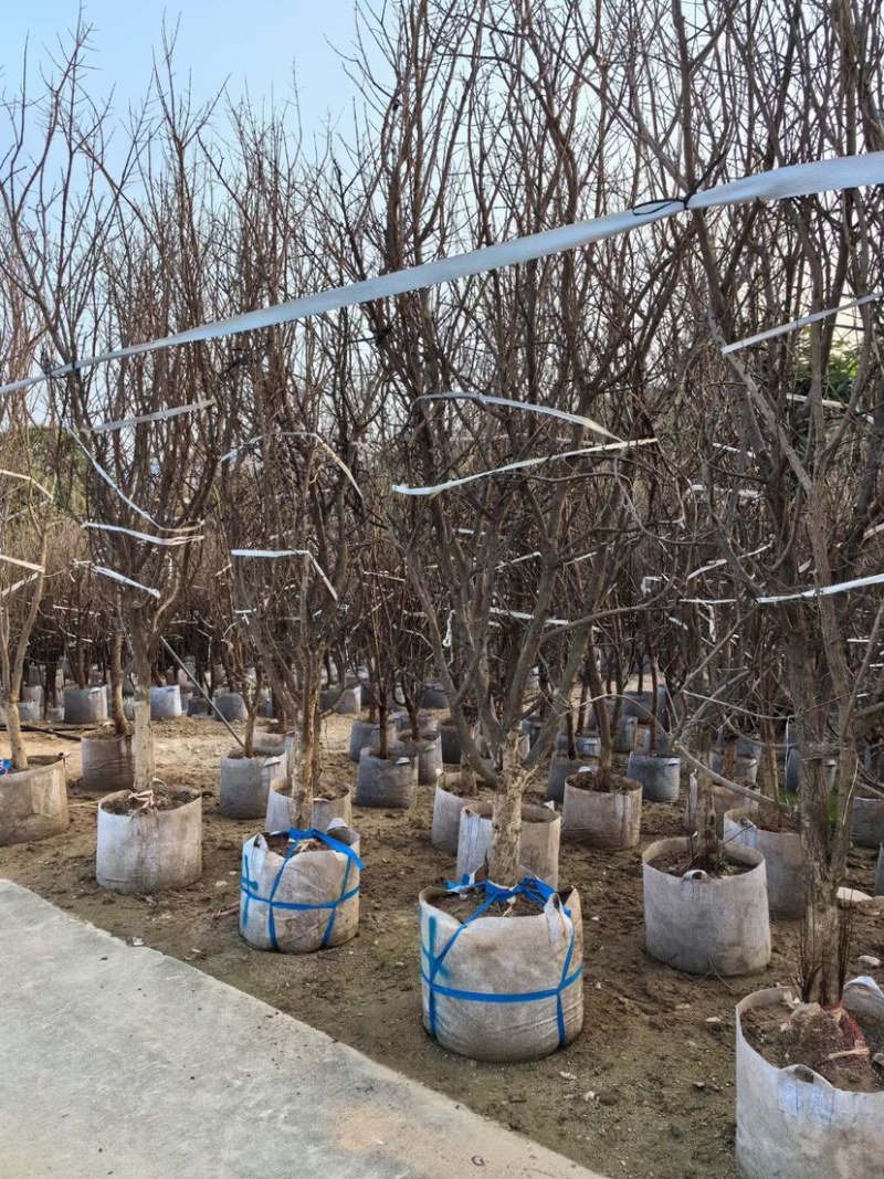 石榴树3～6公分出售，有需要果苗的老板们欢迎来电洽谈合作
