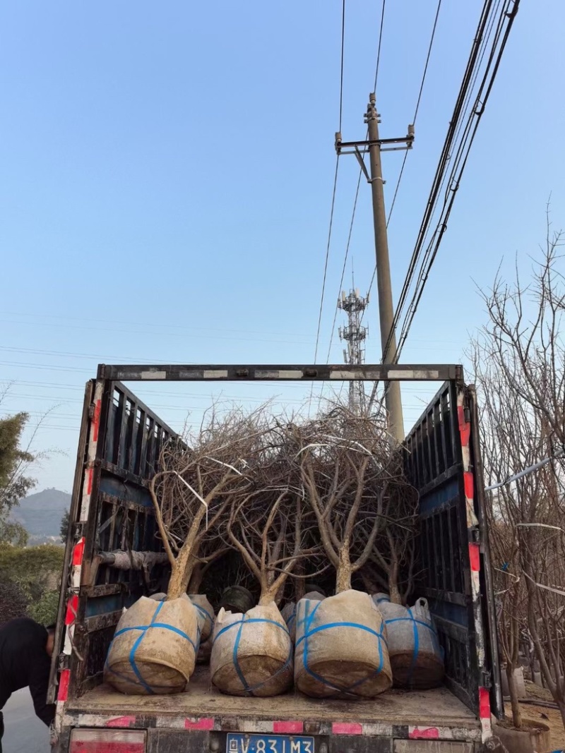 石榴树3～6公分出售，有需要果苗的老板们欢迎来电洽谈合作