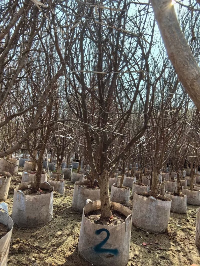 石榴树3～6公分出售，有需要果苗的老板们欢迎来电洽谈合作