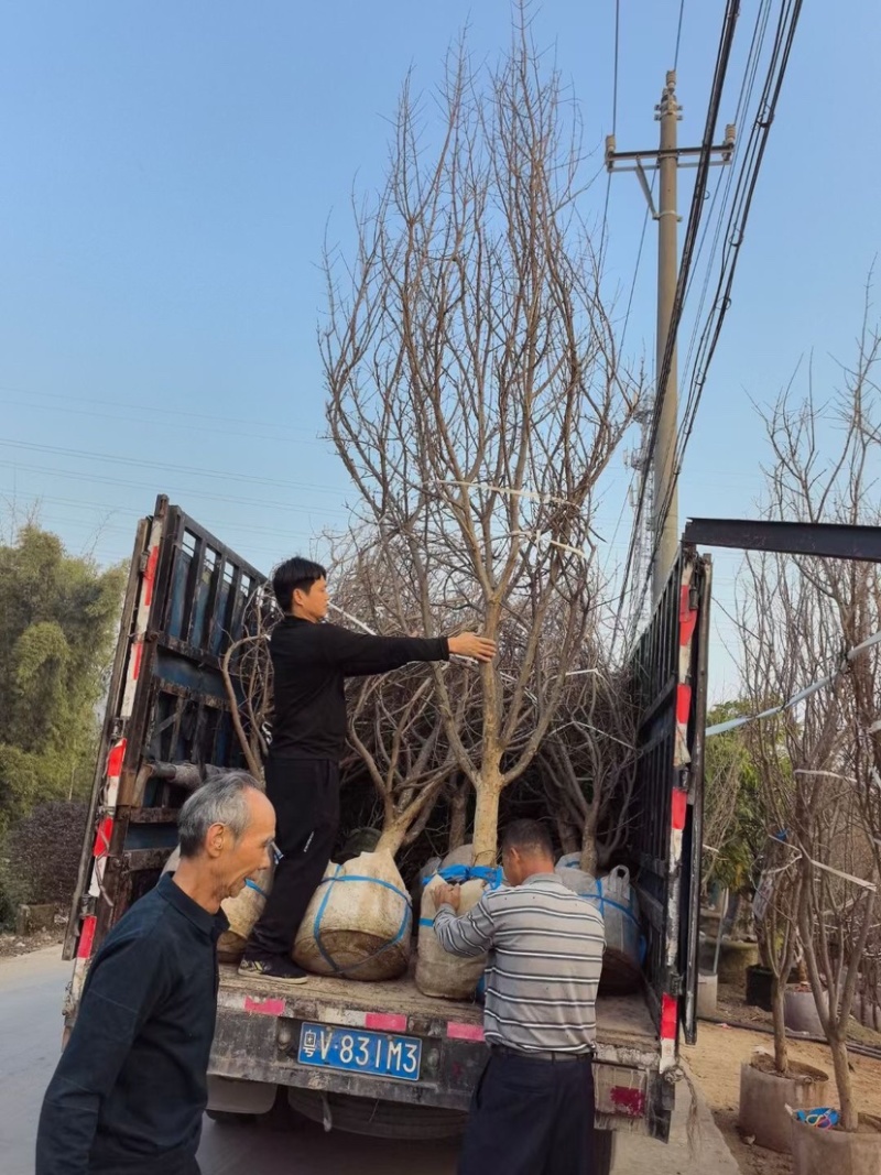 石榴树3～6公分出售，有需要果苗的老板们欢迎来电洽谈合作