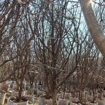 石榴树3～6公分出售，有需要果苗的老板们欢迎来电洽谈合作