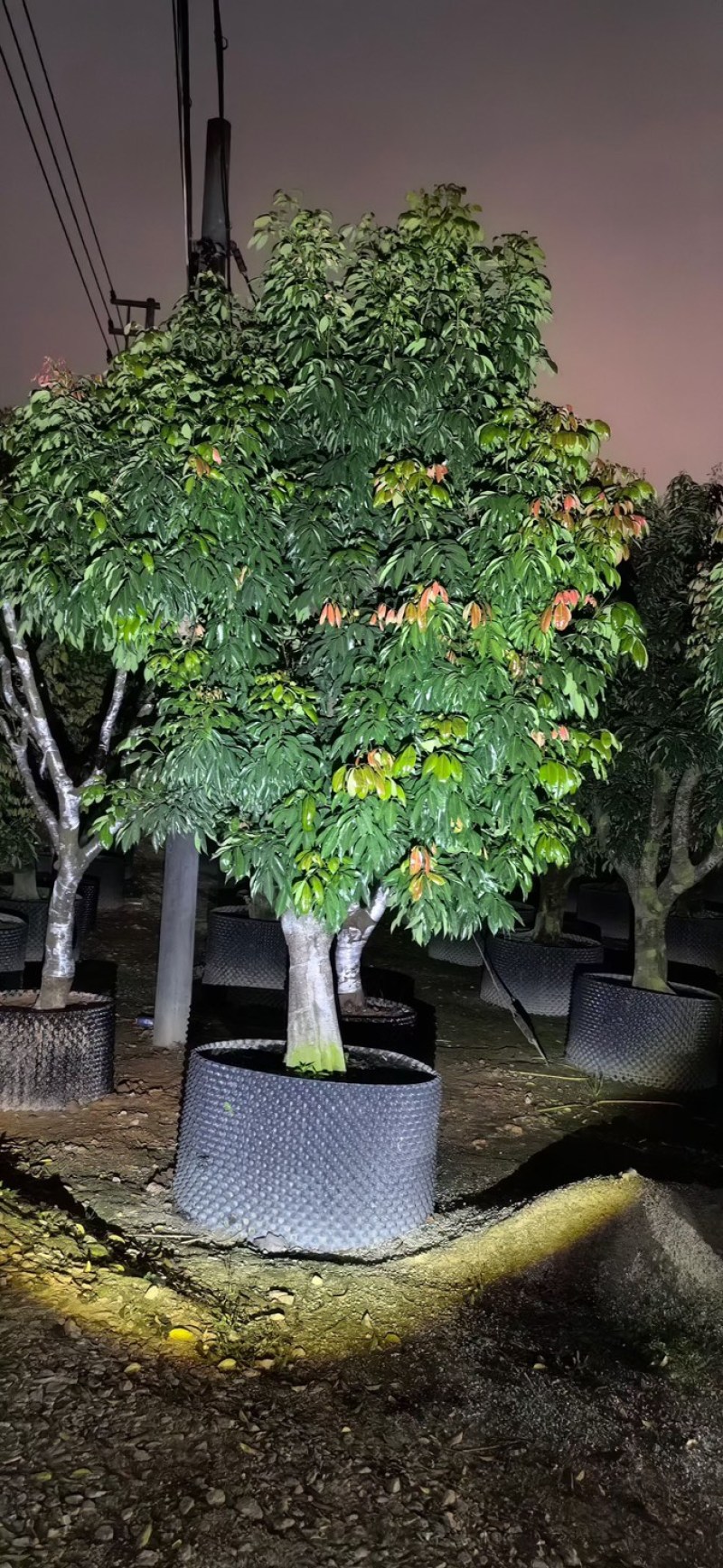 桂味荔枝3～6公分出售，有需要的老板们欢迎来电洽合作