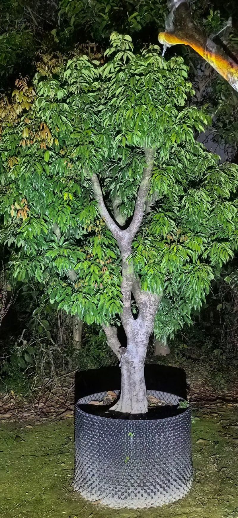 桂味荔枝3～6公分出售，有需要的老板们欢迎来电洽合作
