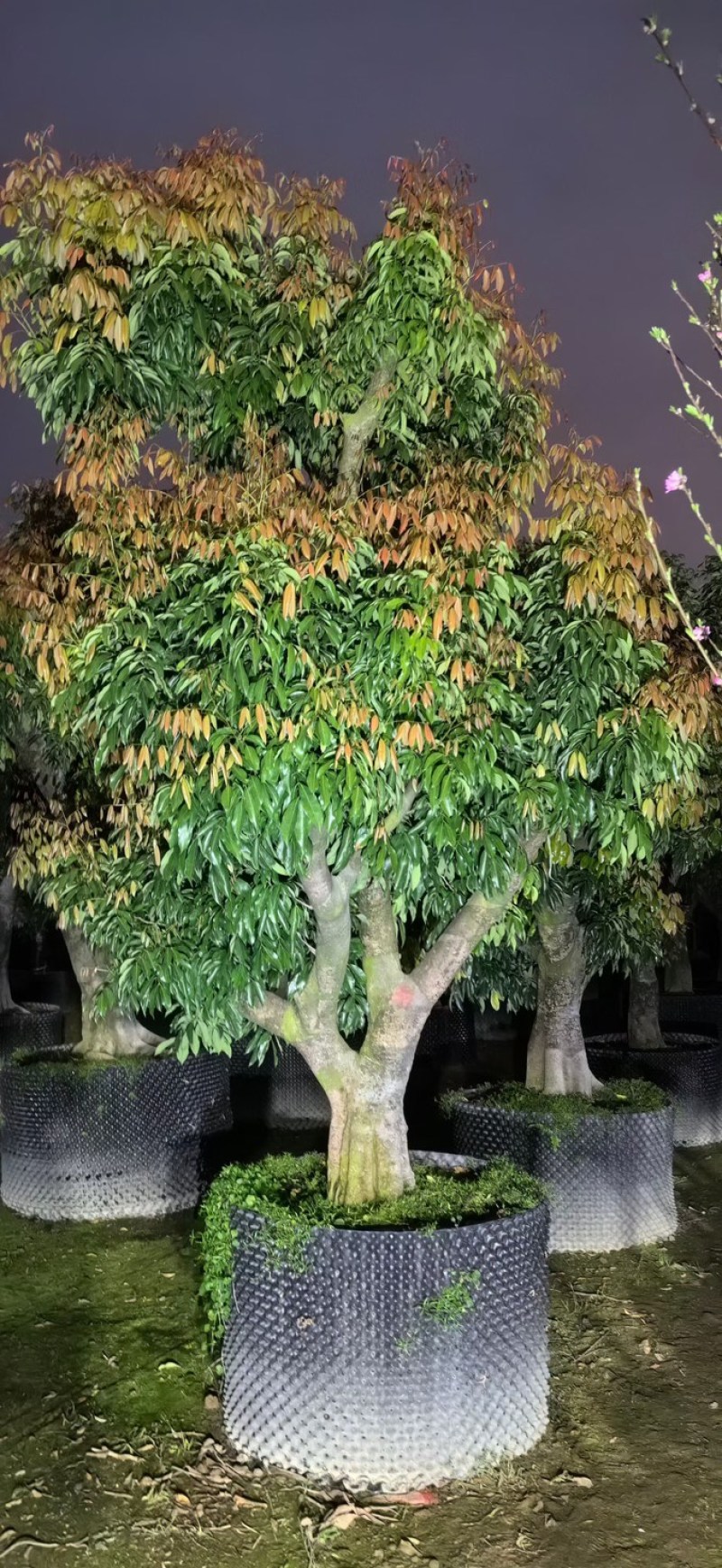 桂味荔枝3～6公分出售，有需要的老板们欢迎来电洽合作