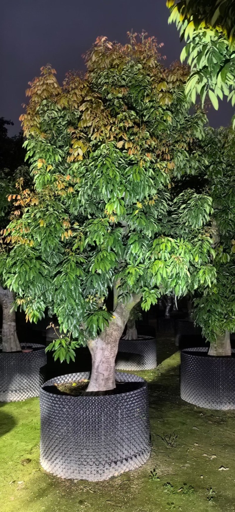 桂味荔枝3～6公分出售，有需要的老板们欢迎来电洽合作