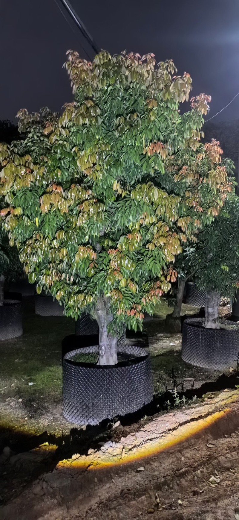 桂味荔枝3～6公分出售，有需要的老板们欢迎来电洽合作