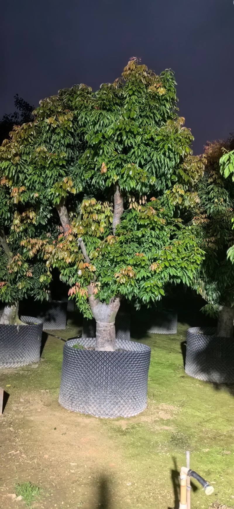 桂味荔枝3～6公分出售，有需要的老板们欢迎来电洽合作