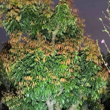 桂味荔枝3～6公分出售，有需要的老板们欢迎来电洽合作