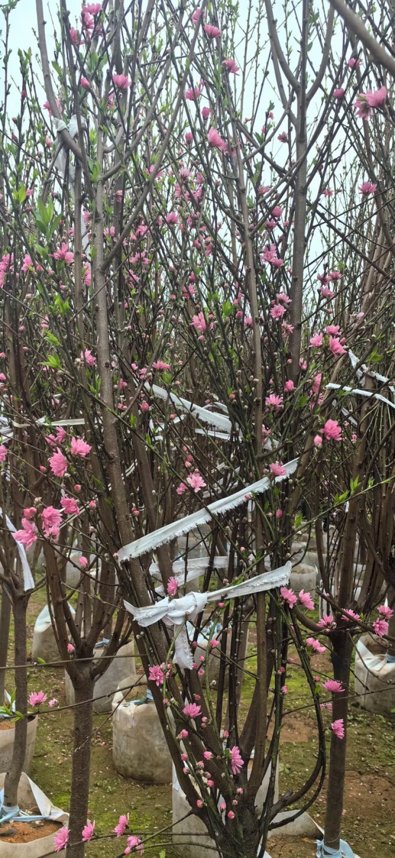 桃花树3～6公分基地直销有需要的老板们前来咨询合作