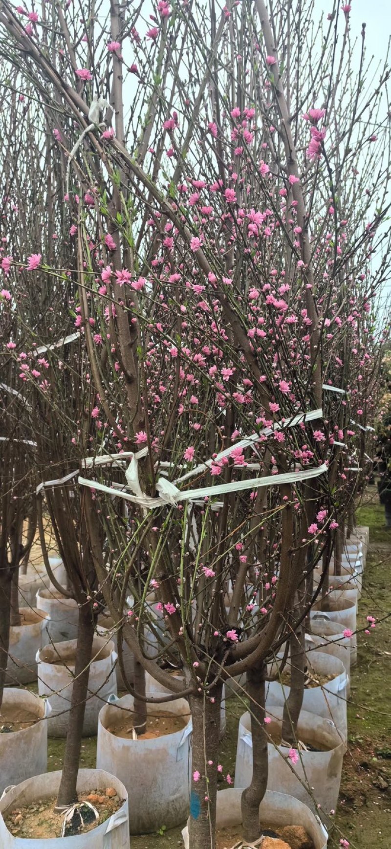桃花树3～6公分基地直销有需要的老板们前来咨询合作