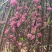 桃花树3～6公分基地直销有需要的老板们前来咨询合作