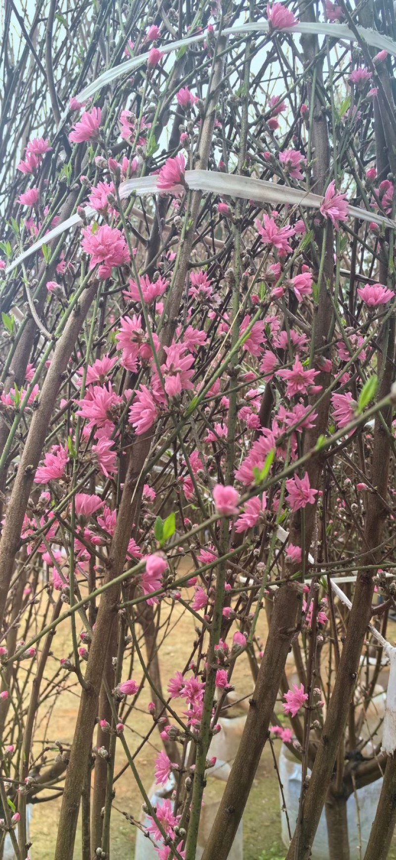 桃花树3～6公分基地直销有需要的老板们前来咨询合作