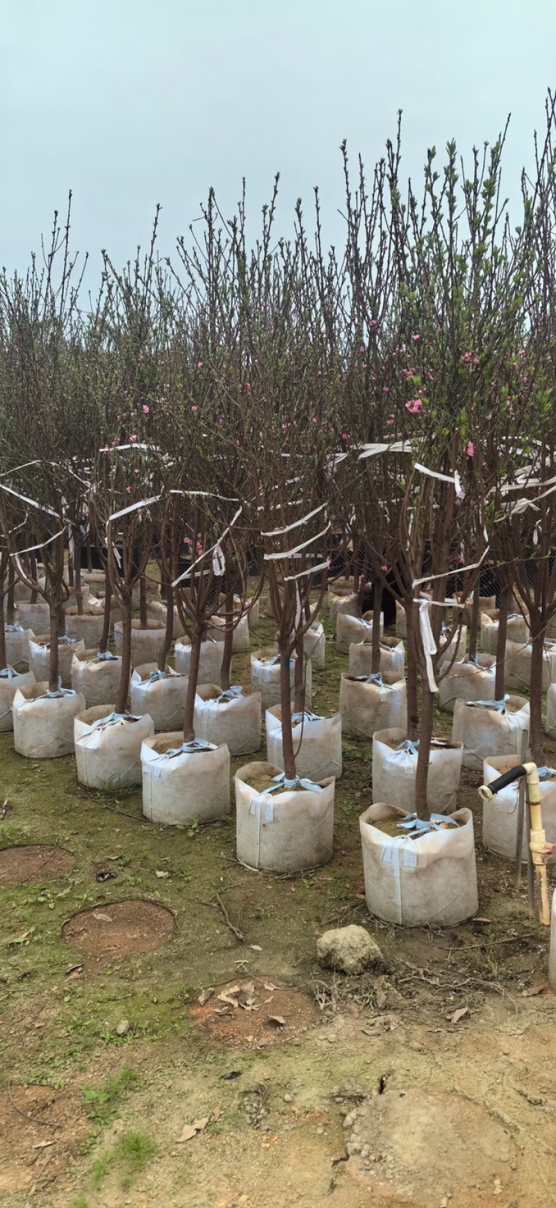 桃花树3～6公分基地直销有需要的老板们前来咨询合作