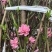 桃花树3～6公分基地直销有需要的老板们前来咨询合作