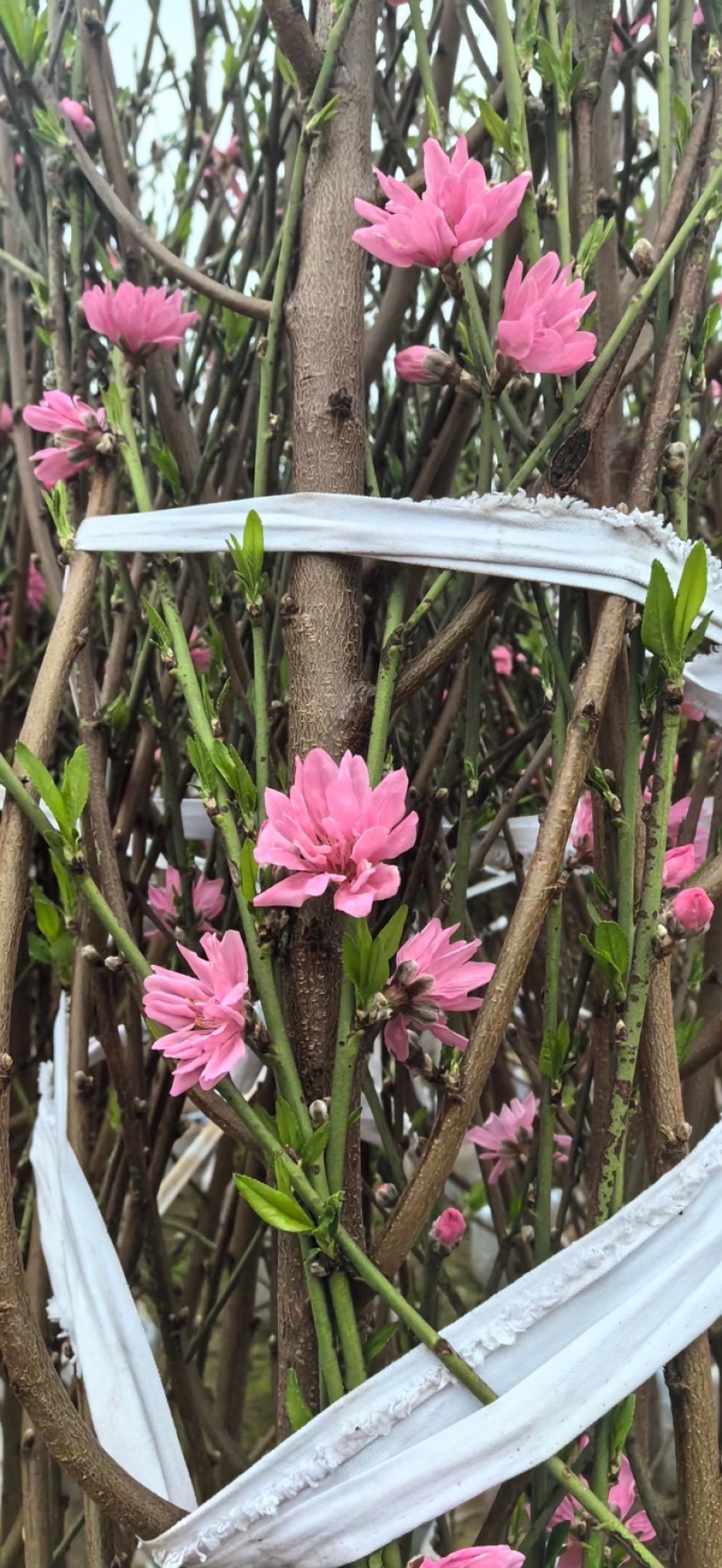 桃花树3～6公分基地直销有需要的老板们前来咨询合作