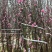 桃花树3～6公分基地直销有需要的老板们前来咨询合作