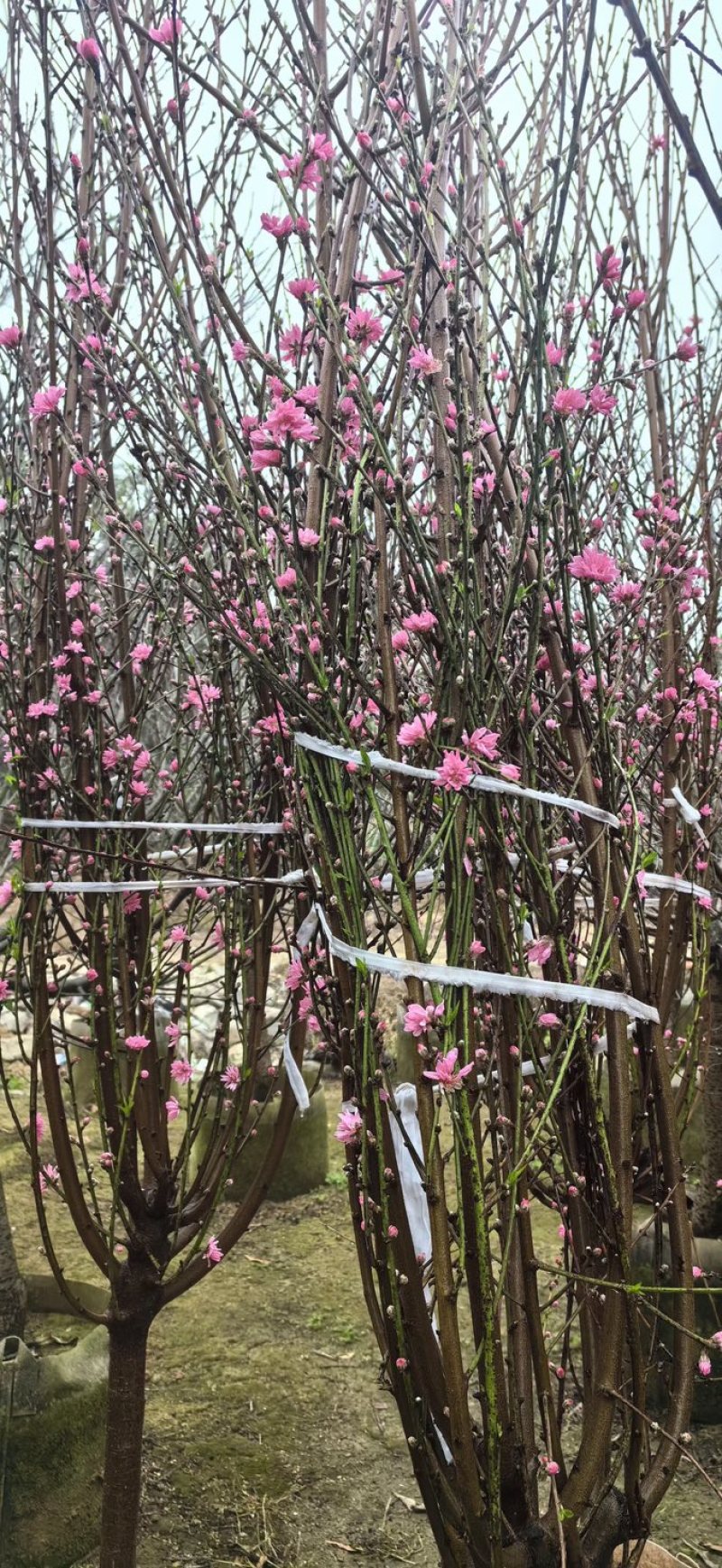 桃花树3～6公分基地直销有需要的老板们前来咨询合作