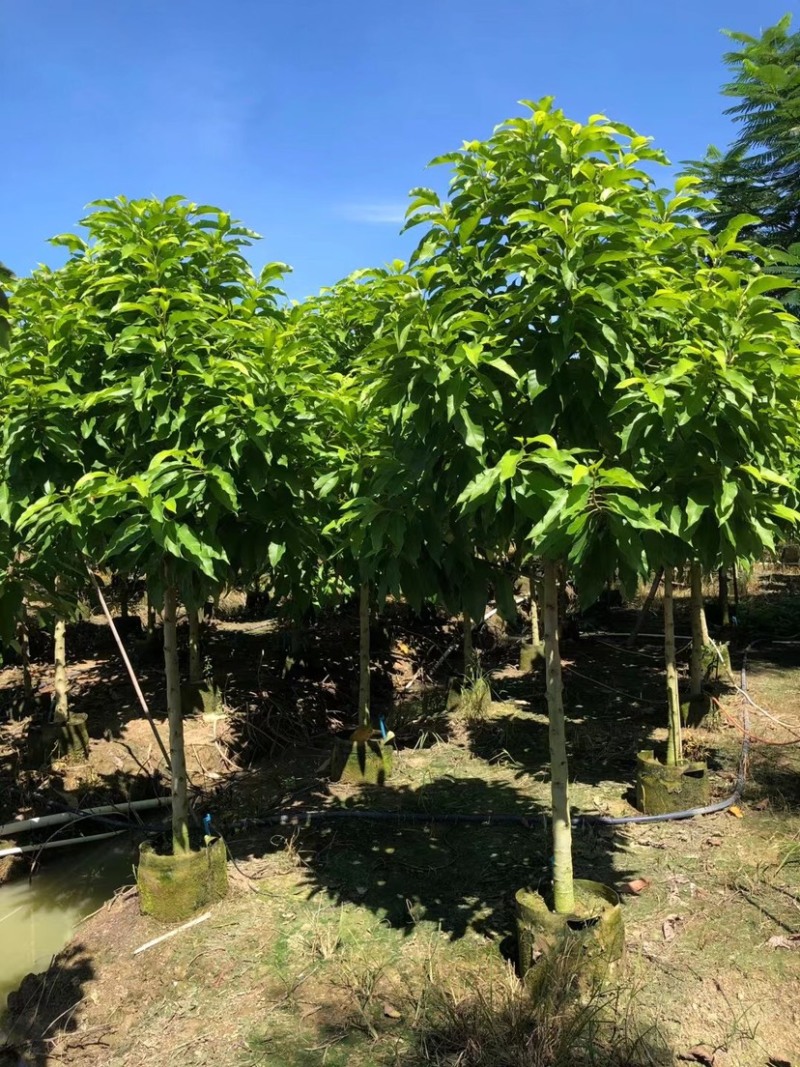 黄玉兰原生苗1～5公分出售，有需要绿的老板们前来咨询合作