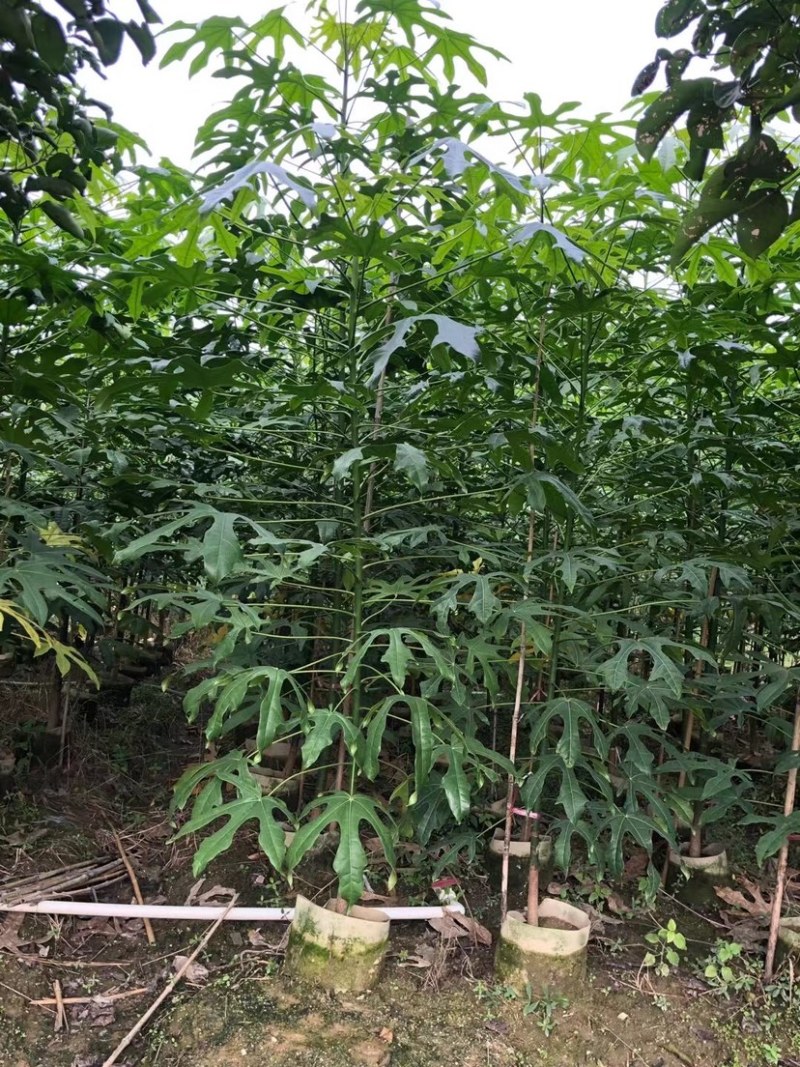 澳洲火焰木原生苗1～3公分出售，有需要的老板们欢迎来电