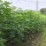 澳洲火焰木原生苗1～3公分出售，有需要的老板们欢迎来电