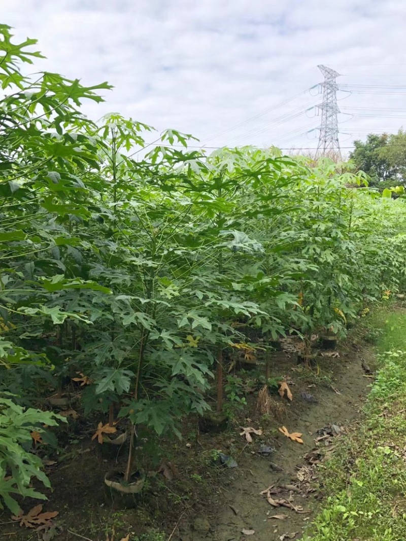 澳洲火焰木原生苗1～3公分出售，有需要的老板们欢迎来电
