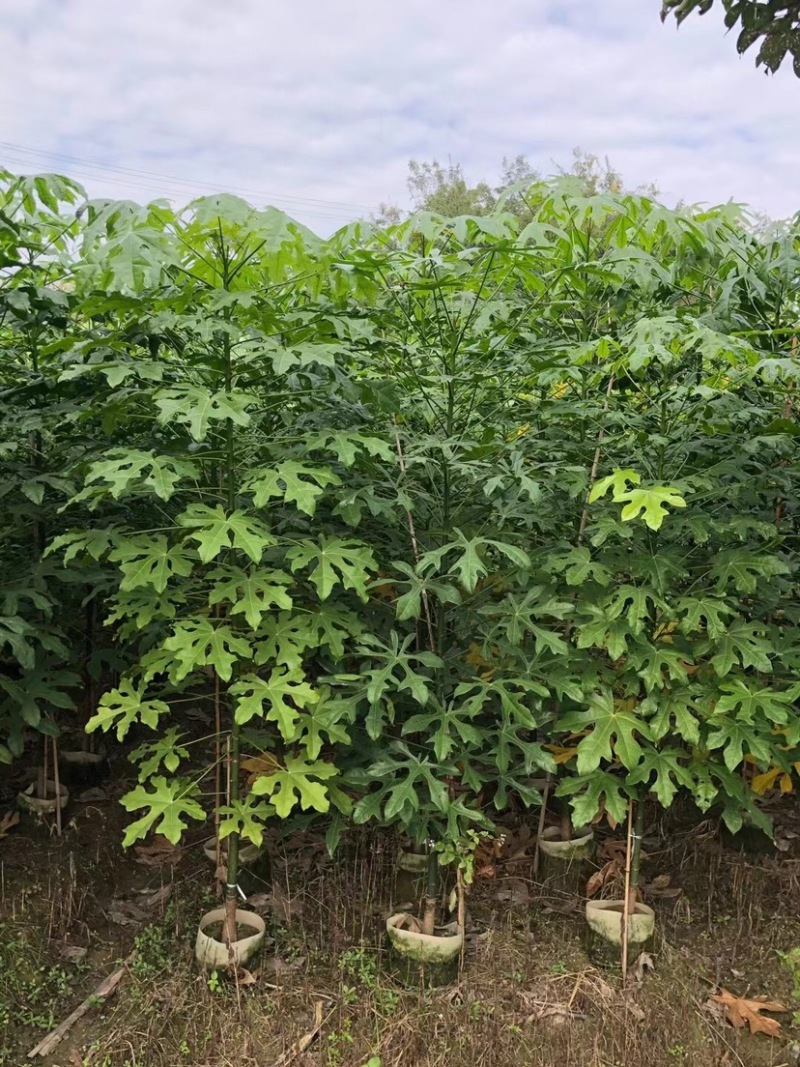 澳洲火焰木原生苗1～3公分出售，有需要的老板们欢迎来电