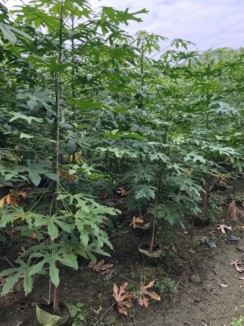 澳洲火焰木原生苗1～3公分出售，有需要的老板们欢迎来电
