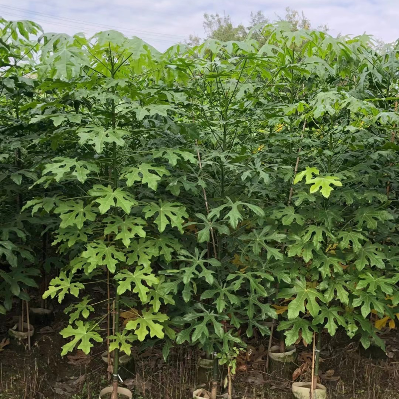 澳洲火焰木原生苗1～3公分出售，有需要的老板们欢迎来电