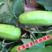 华雷疙瘩脆菜瓜种子酥脆瓜类型香嫩可口酥瓜种子老品种甜瓜种