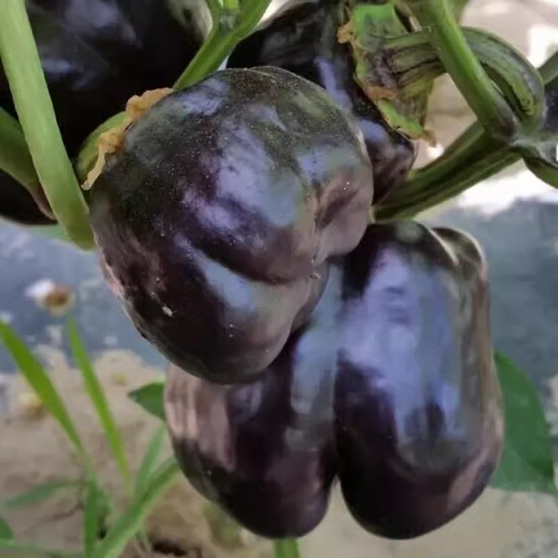 黑甜彩椒种子皮薄肉厚甜辣多汁黑紫色大甜椒种子甜椒富含花青