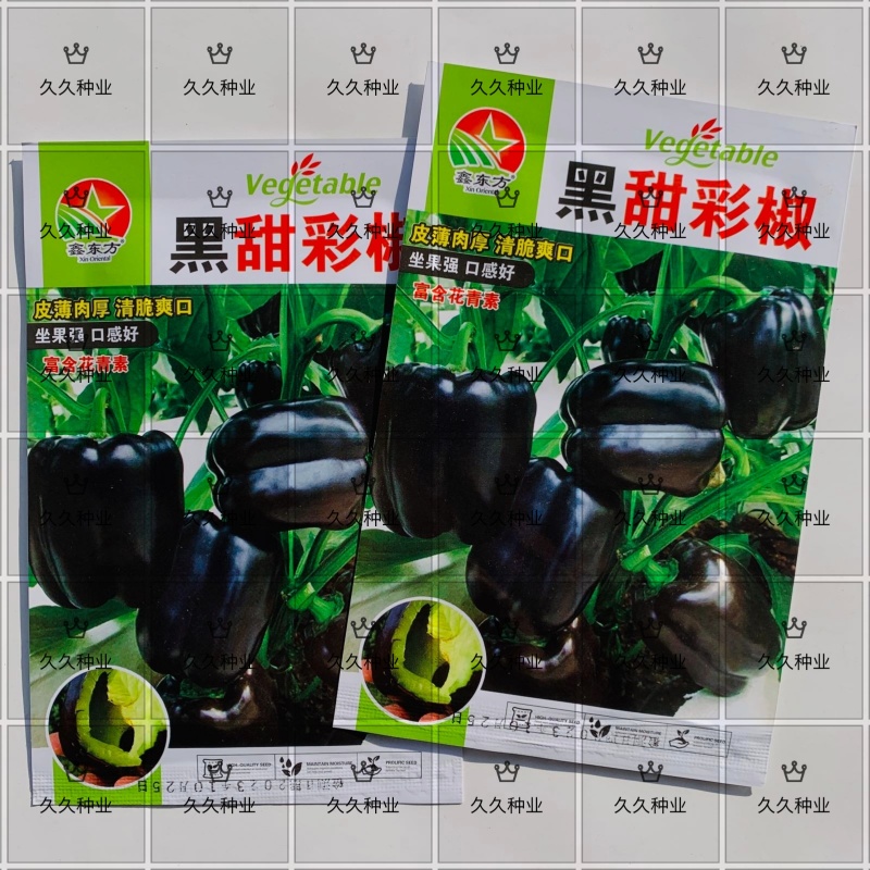 黑甜彩椒种子皮薄肉厚甜辣多汁黑紫色大甜椒种子甜椒富含花青