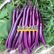 紫美人茄子种子细线茄种子适合早春保护地和露地栽培紫红