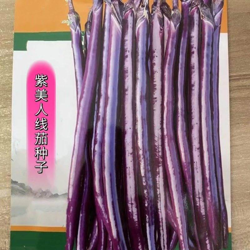 紫美人茄子种子细线茄种子适合早春保护地和露地栽培紫红