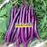 紫美人茄子种子细线茄种子适合早春保护地和露地栽培紫红