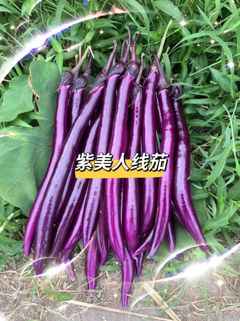 紫美人茄子种子细线茄种子适合早春保护地和露地栽培紫红
