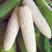 先迪美娜白甜糯玉米种籽高产春秋季早熟矮杆甜加糯白玉糯米种