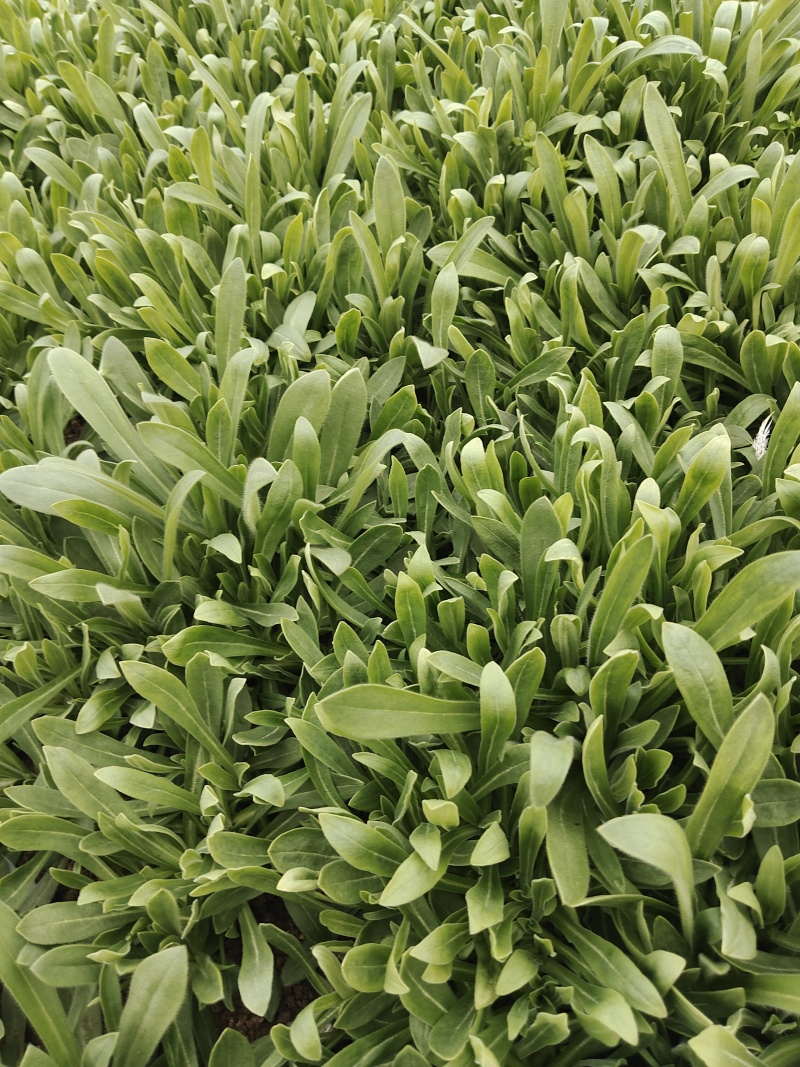 蔬菜面条菜，也称菇扎头