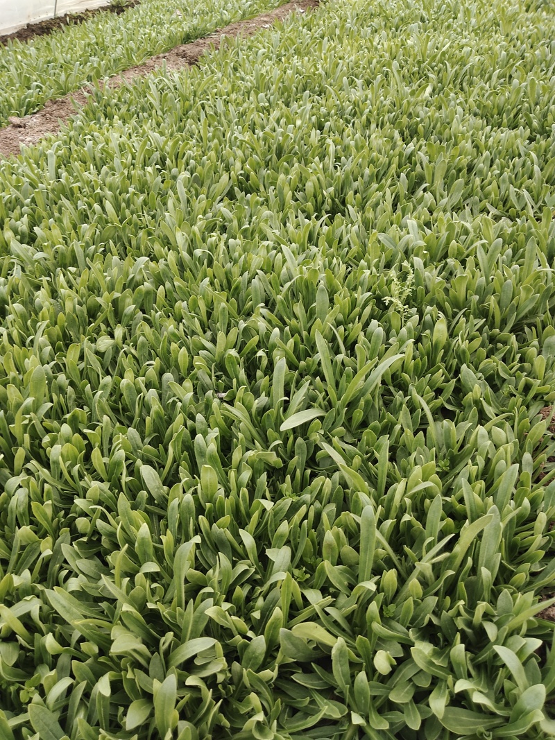 蔬菜面条菜，也称菇扎头