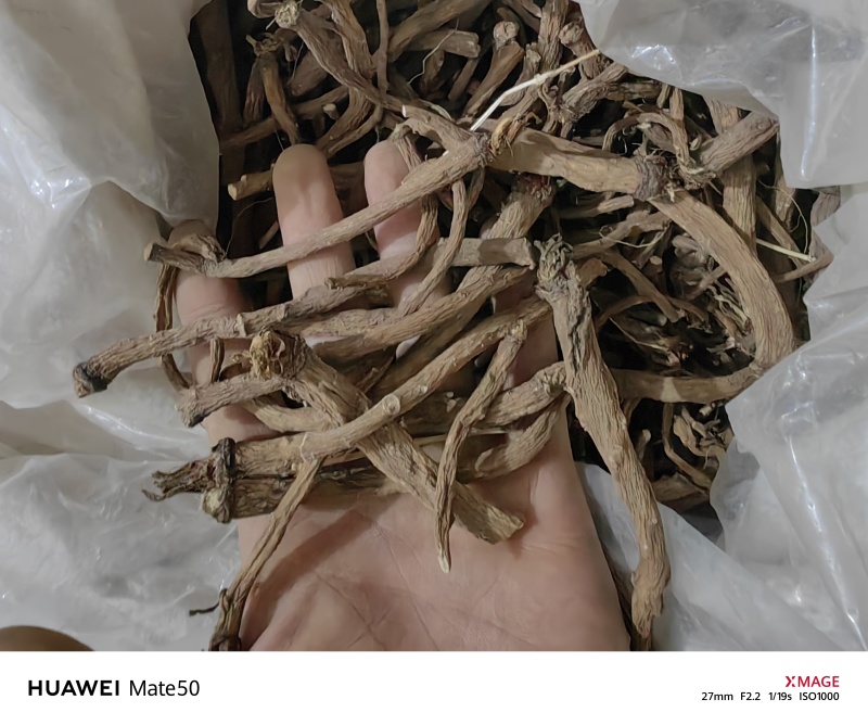 野生蒲公英根今年新货质量上乘万信药业只做精品