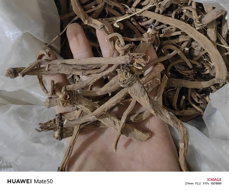 野生蒲公英根今年新货质量上乘万信药业只做精品