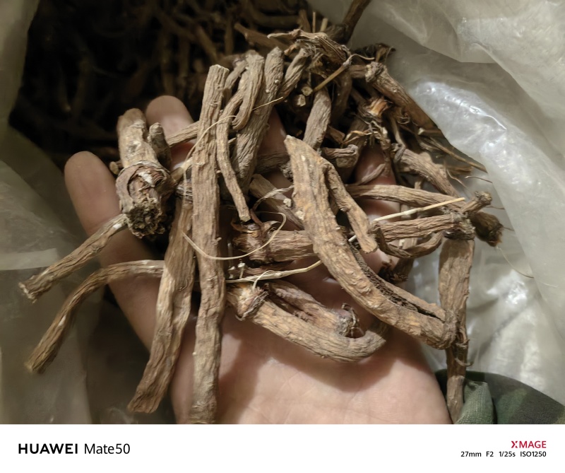 野生蒲公英根今年新货质量上乘万信药业只做精品