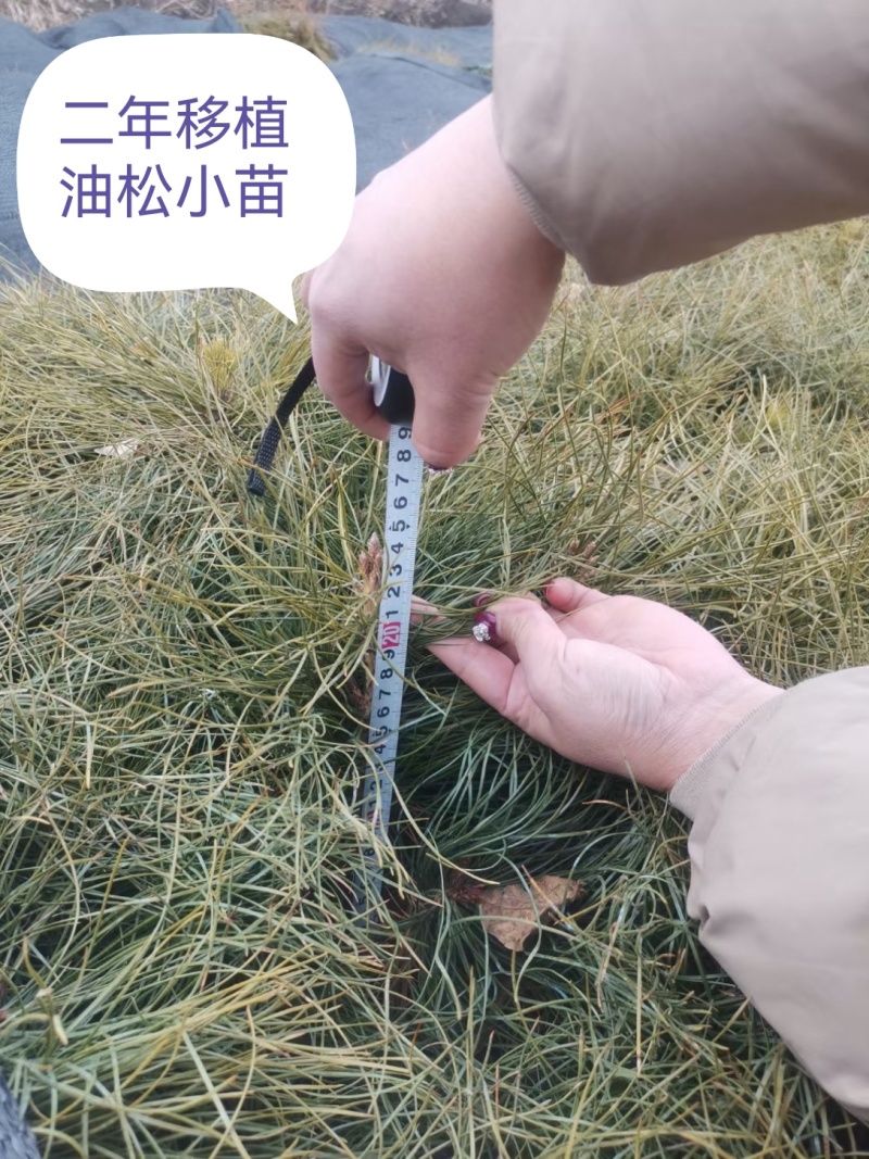油松小苗杯苗，货源东北吉林品质好耐寒成活率高欢迎选购