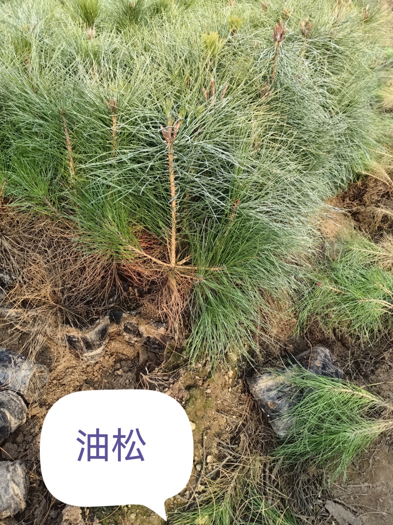 油松小苗杯苗，货源东北吉林品质好耐寒成活率高欢迎选购