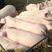 大型仔猪繁育基地大量出售各种优质仔猪，母猪，防疫齐全