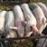 大型仔猪繁育基地大量出售各种优质仔猪，母猪，防疫齐全
