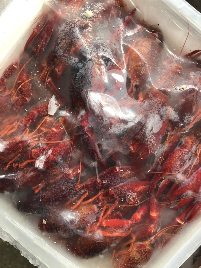 湖北清水速冻小龙虾，液氮速冻小龙虾全规格，工厂有保障！