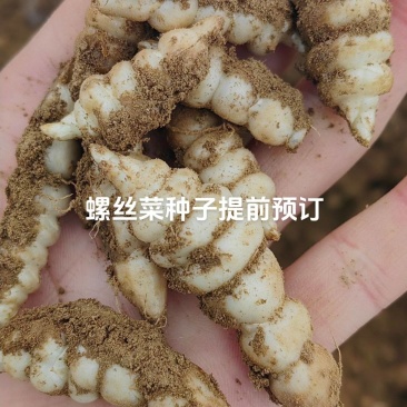 螺丝菜种子