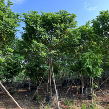 黄槐4～8公分出售，有需要的老板们欢迎来电洽来电洽谈合作