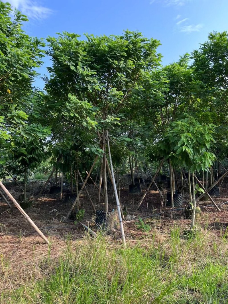 黄槐4～8公分出售，有需要的老板们欢迎来电洽来电洽谈合作
